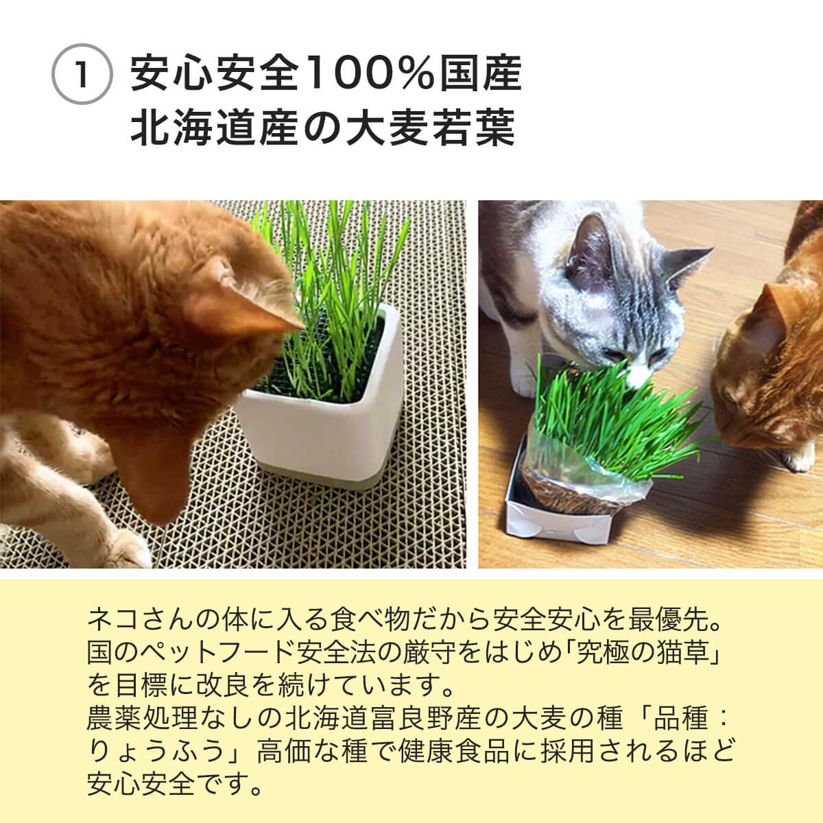 楽天市場】猫草 大好き 猫 国産の無農薬 有機栽培 [ニャッパ 2回分] 種