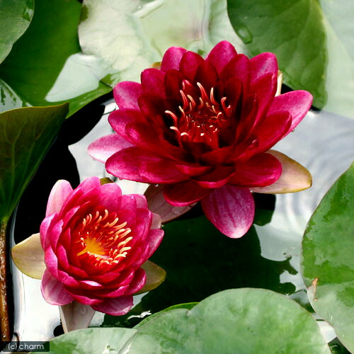 楽天市場】（ビオトープ）睡蓮 温帯性睡蓮（スイレン）（赤） オール