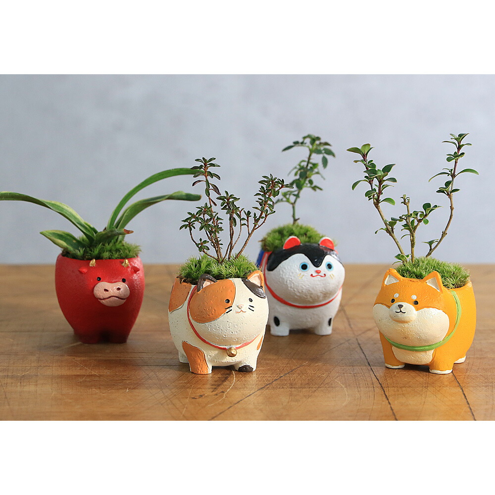 楽天市場】（山野草）苔盆栽 おまかせ山野草 三毛猫（1鉢） ミニ盆栽