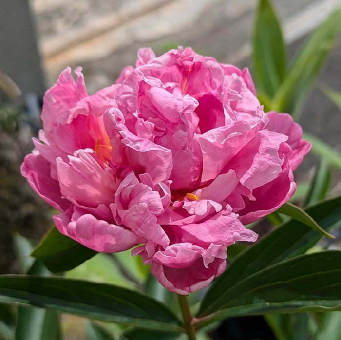 楽天市場】芍薬（シャクヤク） ドクターアレックスフレミング 6号苗