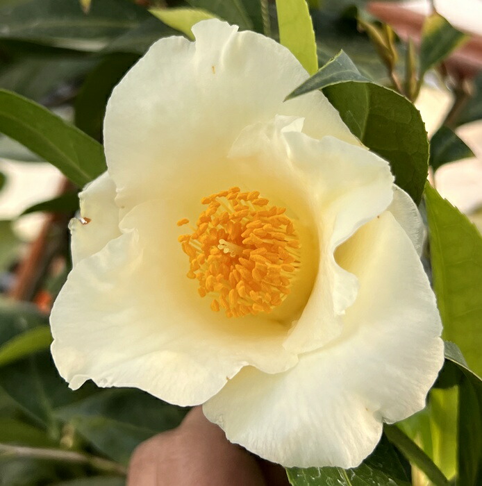 楽天市場】【選べる現品発送】椿（ツバキ）黄鳳（キホウ）苗木 8号