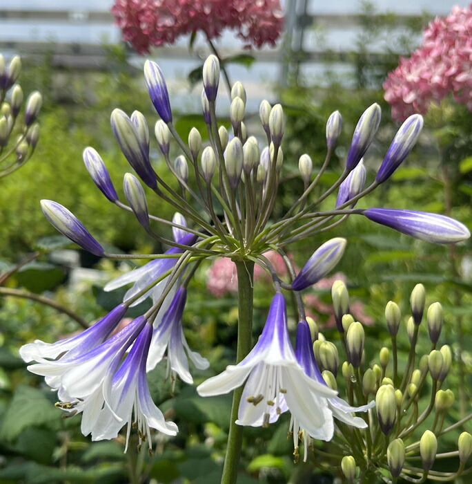 楽天市場】アガパンサス ファイヤーワークス 5号苗(k02) : 千草園芸