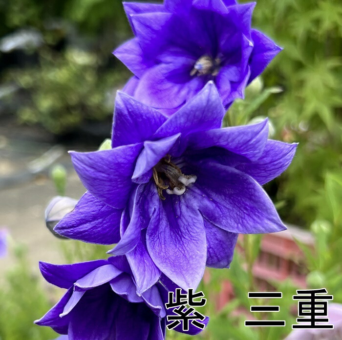 楽天市場】【4色から選ぶ】桔梗(キキョウ)苗 高性種 三重咲き 3号苗