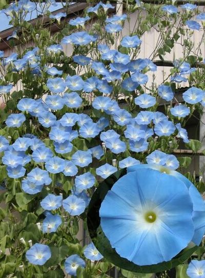 楽天市場】西洋あさがお(アサガオ) 天上の蒼 : 千草園芸