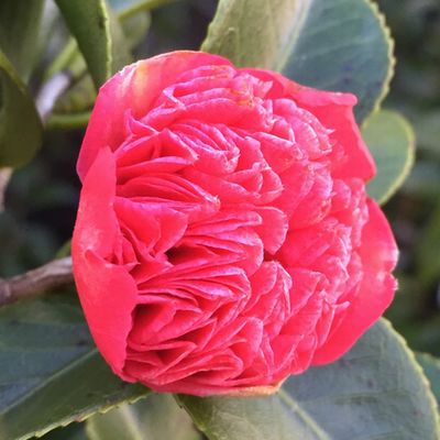 楽天市場】【現品発送M3185】椿(ツバキ) 卜伴錦（ボクハンニシキ）赤卜