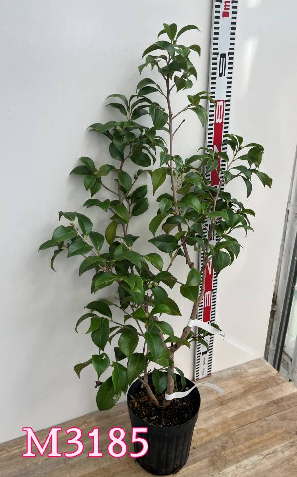 楽天市場】【現品発送M3185】椿(ツバキ) 卜伴錦（ボクハンニシキ）赤卜