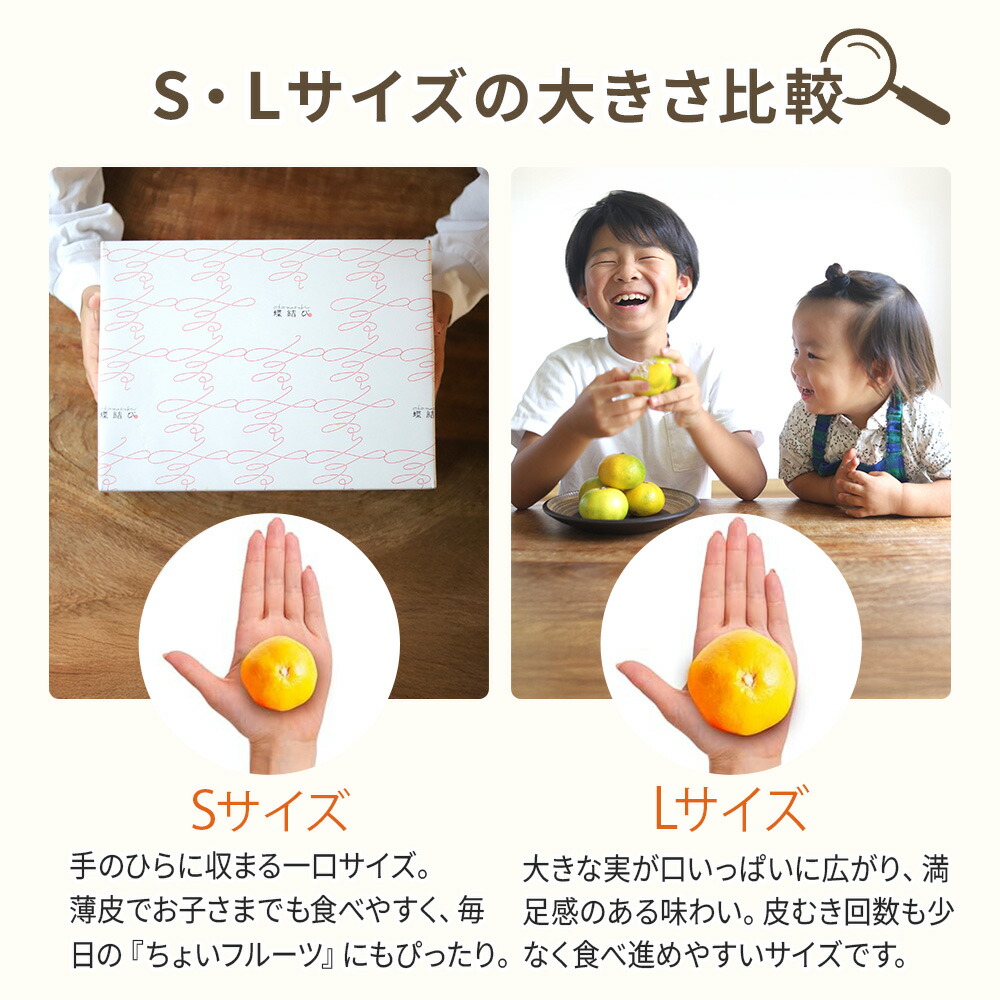 楽天市場】【11月末以降お届け】 新堂みかん Sサイズ 選べる 3kg 5kg