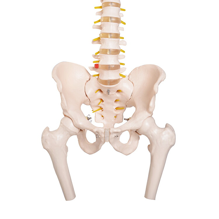 楽天市場】あす楽 脊椎骨盤模型(股関節付)GX-126 せきついの人骨模型