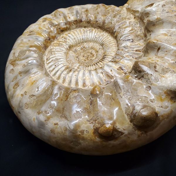 楽天市場】【送料無料】【アンモナイト/化石】大型 アンモナイト 化石