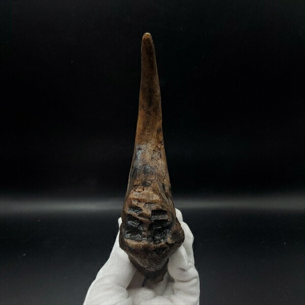 楽天市場】【送料無料】【アロサウルス /恐竜/化石】 アロサウルス 爪