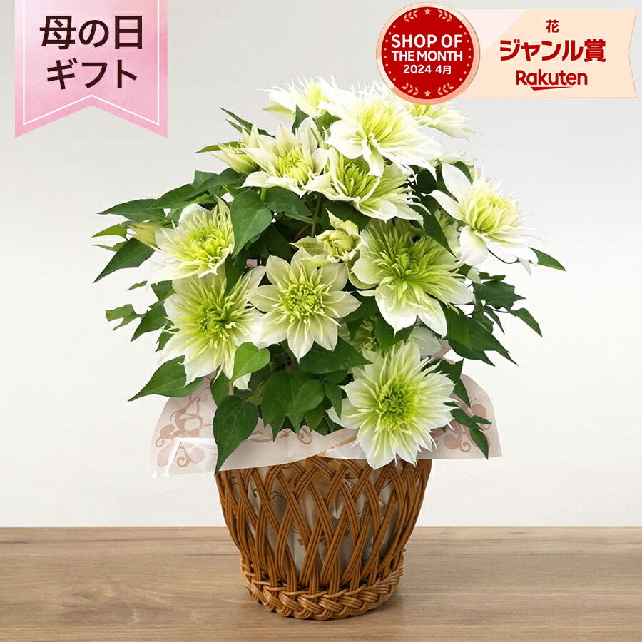 楽天市場】母の日 クレマチス 鉢植え 花 「八重咲きクレマチス華川」 5