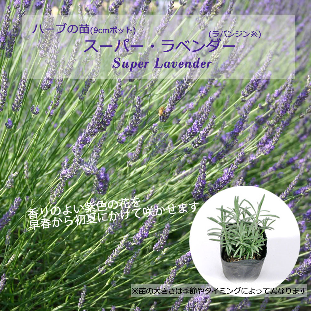 楽天市場】スーパー・ラベンダー(ラバンジン系)/ハーブの苗 9cmポット