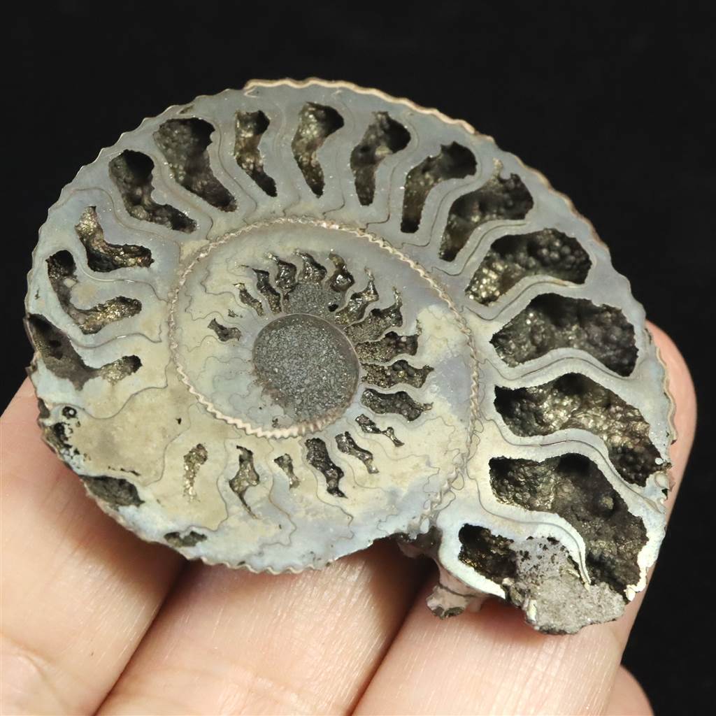 楽天市場】ロシア産 アンモナイト パイライト 化石 53mm 15.3g : 榎本通商