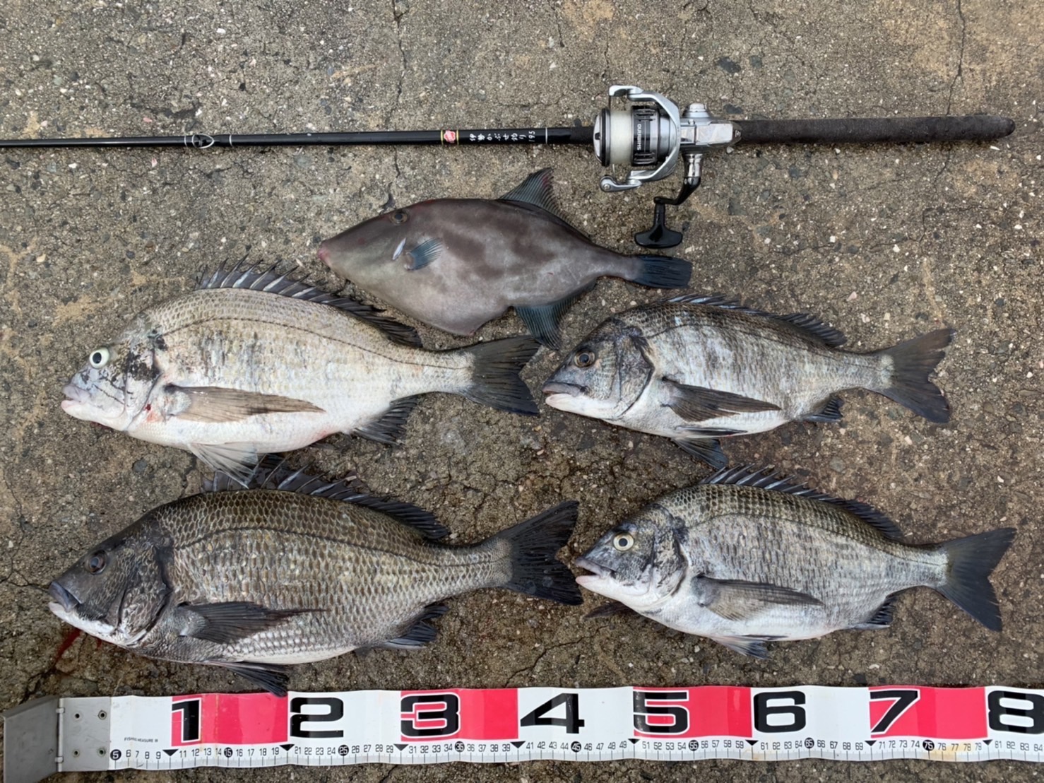 楽天市場】サクラ(櫻井釣具) 伊勢かぶせ釣り 195 : フィッシングトライ