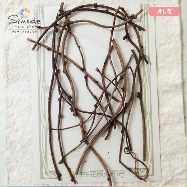 楽天市場】あけび 蔓の通販