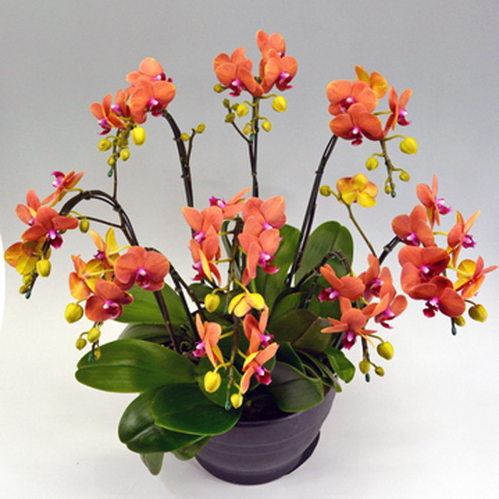 楽天市場】ミディ 胡蝶蘭 サーフソング 8本立ち オレンジ色 橙色