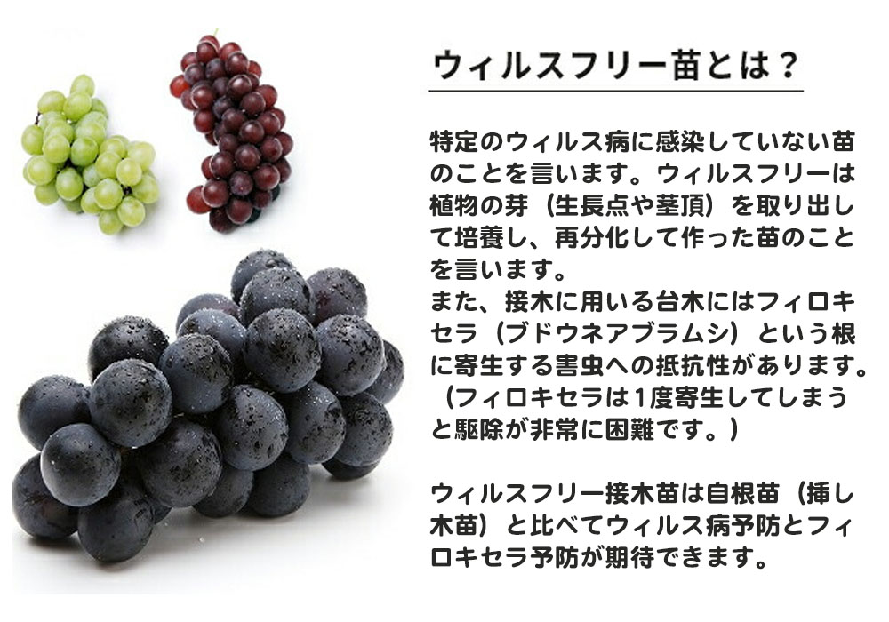 楽天市場】【オリエンタルスター】 ぶどう 1年生接木苗 ウィルスフリー