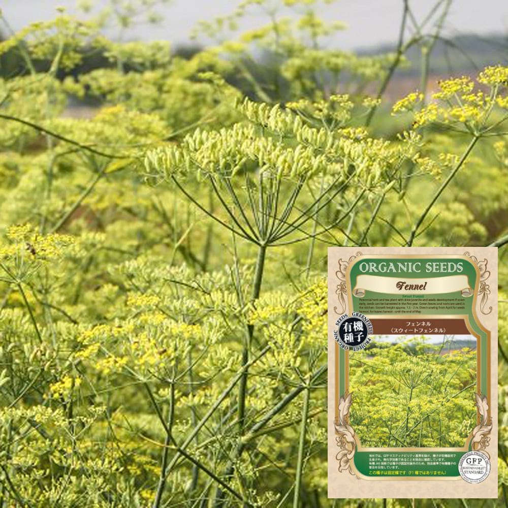 楽天市場】【有機種子】 フェンネル（スウィートフェンネル） S 100粒