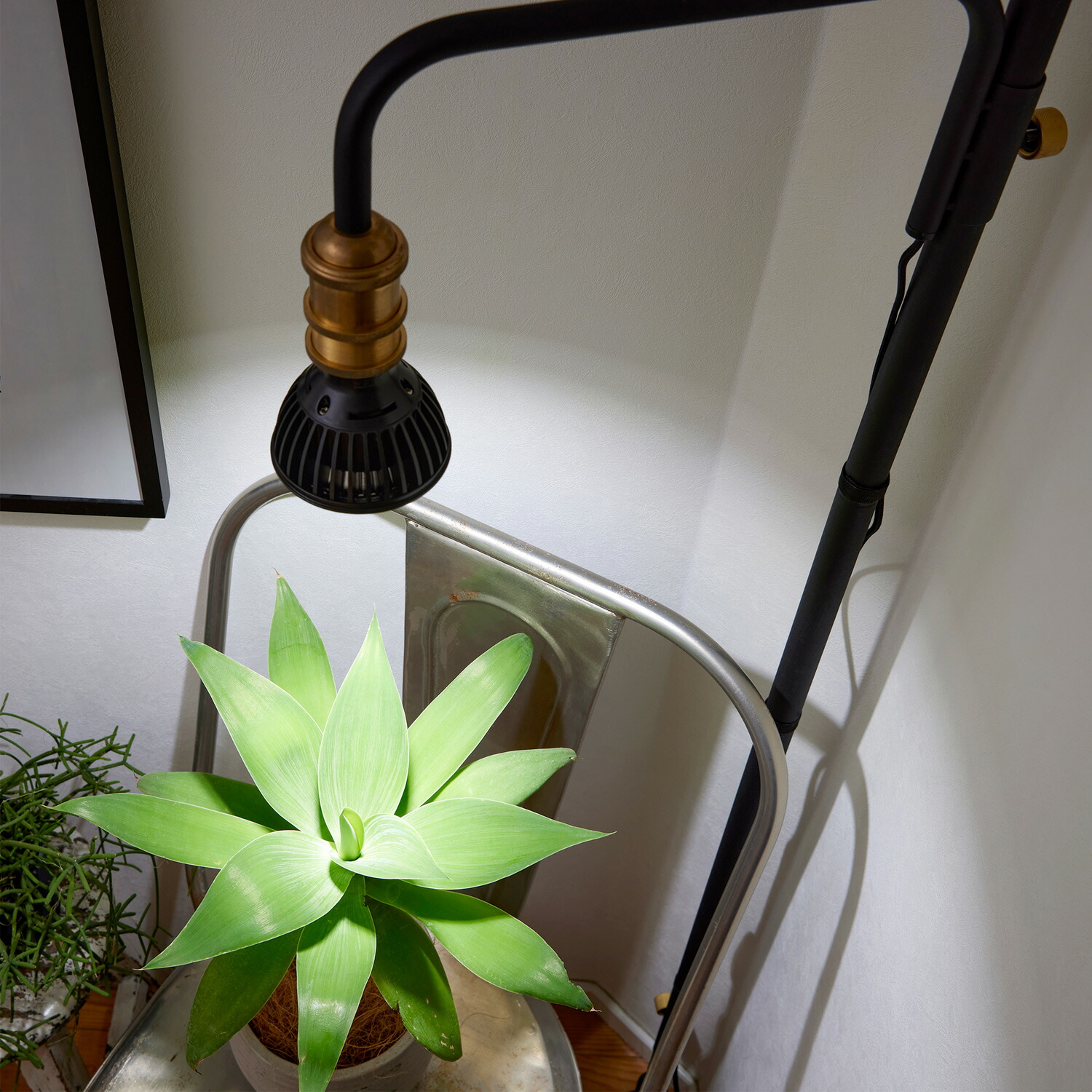 楽天市場】【公式】DRAW A LINE ドローアライン SET ブラック Light