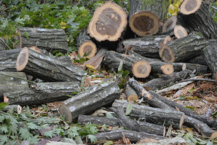 楽天市場】薪 広葉樹 ミックス ナラ、サクラ、クルミ、ケヤキなど 約