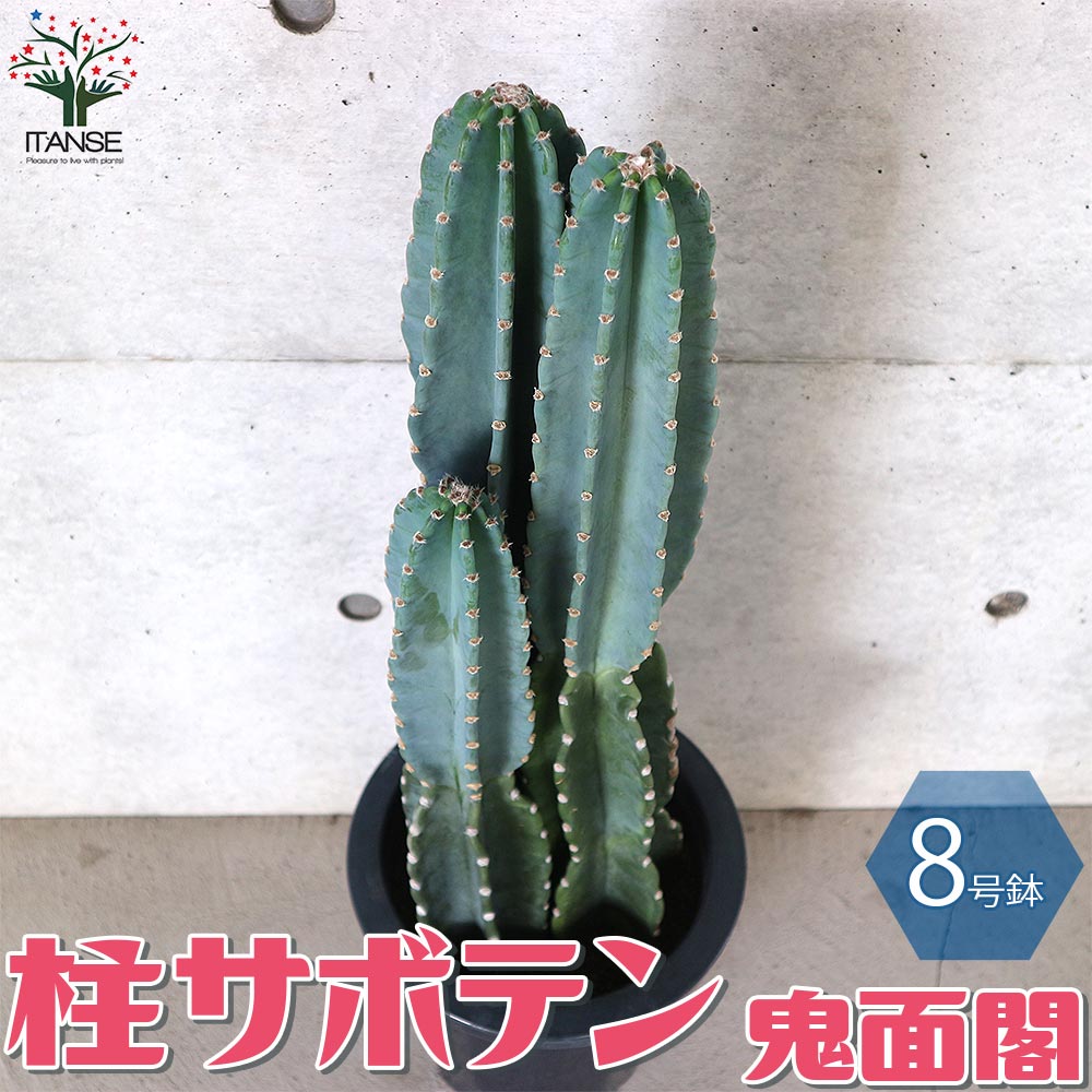 楽天市場】【送料無料】柱サボテン 