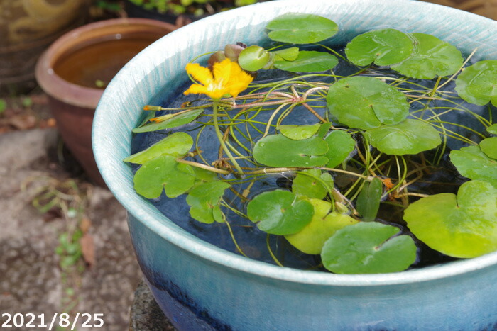楽天市場】信楽焼 睡蓮鉢 陶器 青ビードロ トチリ水鉢 11号（外径34cm
