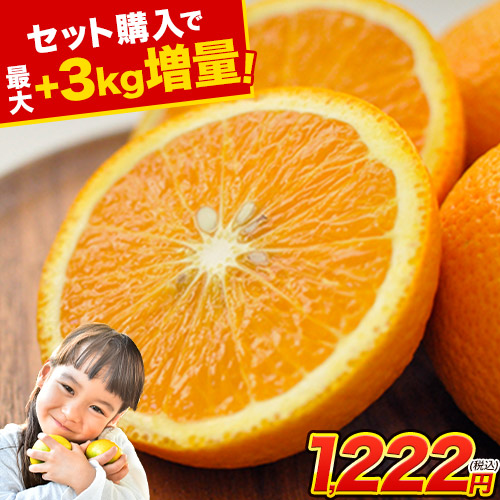 楽天市場】【2セット購入でおまけ増量】スイートスプリング 1.5kg 2