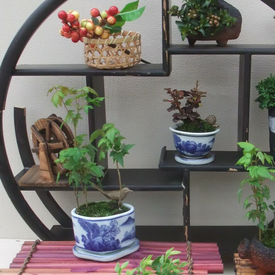 楽天市場】【セール】和鉢 盆栽鉢 [173-010] 12個セット 染付鉢 皿付