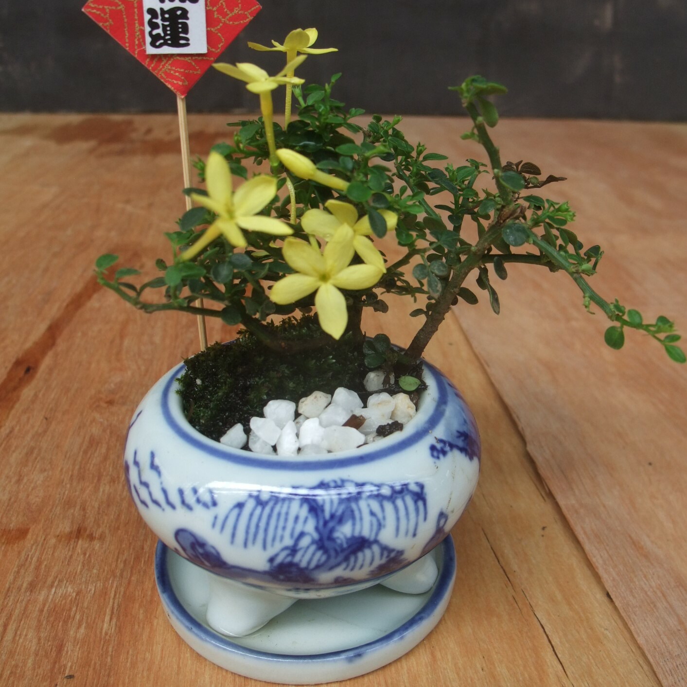 楽天市場】【セール】和鉢 盆栽鉢 [173-010] 12個セット 染付鉢 皿付