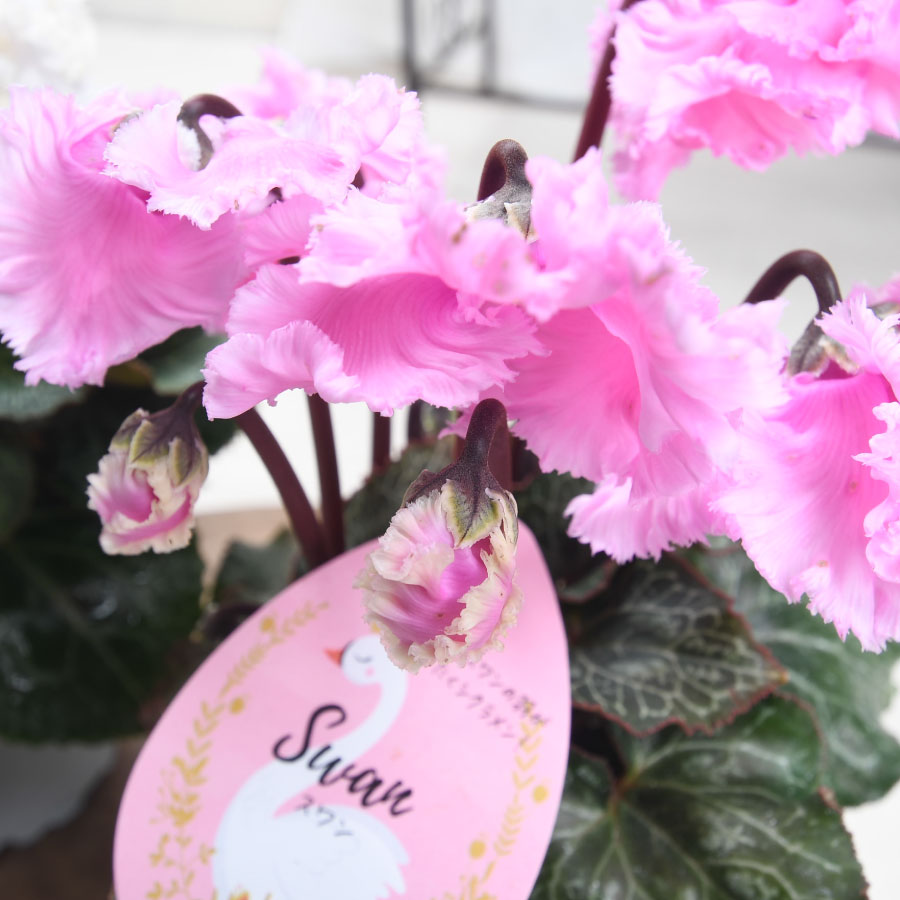 楽天市場】ミニガーデンシクラメン スワン ピンク または ホワイト 3