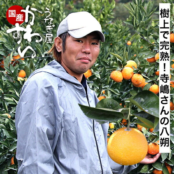 楽天市場】＼樹上で熟成／ 寺嶋さんの樹成りはっさく 八朔 はっさく