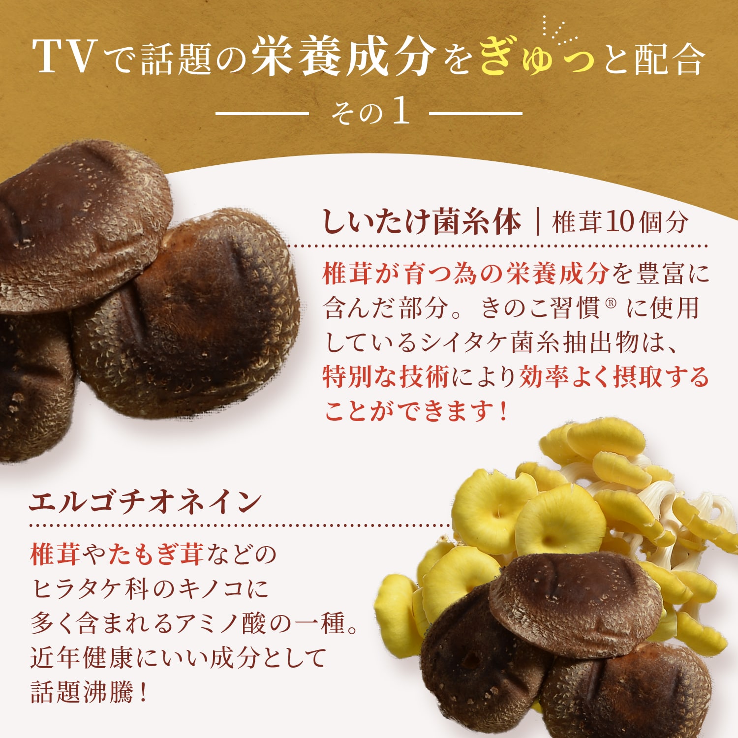 楽天市場】【テレビで紹介】タモギダケ しいたけ菌糸体 アガリクス