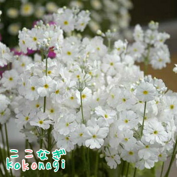 楽天市場】プリムラ マラコイデス うぐいすホワイト 9センチポット 3号