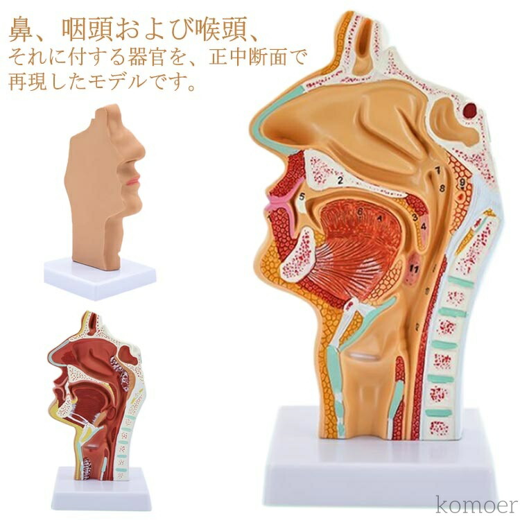 楽天市場】supreme male anatomy modelの通販