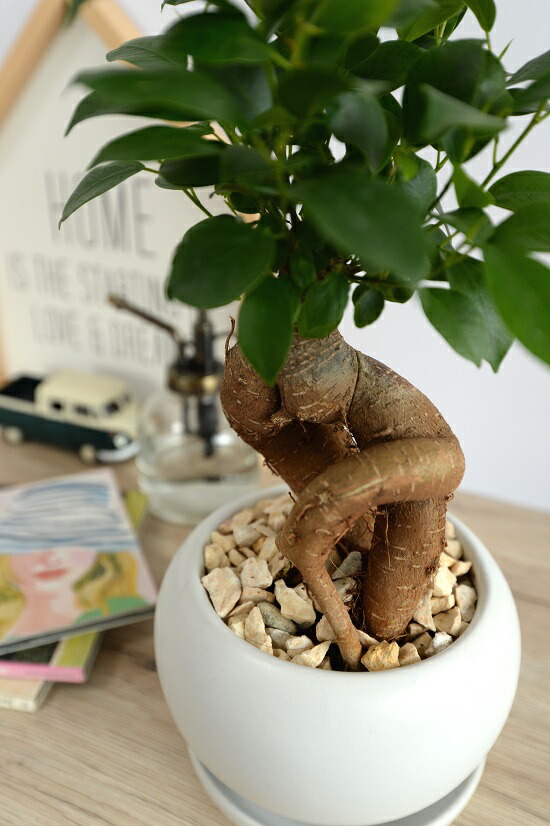 楽天市場】がじゅまる（幹太タイプ） 白色 大丸型 陶器鉢（天然砕石