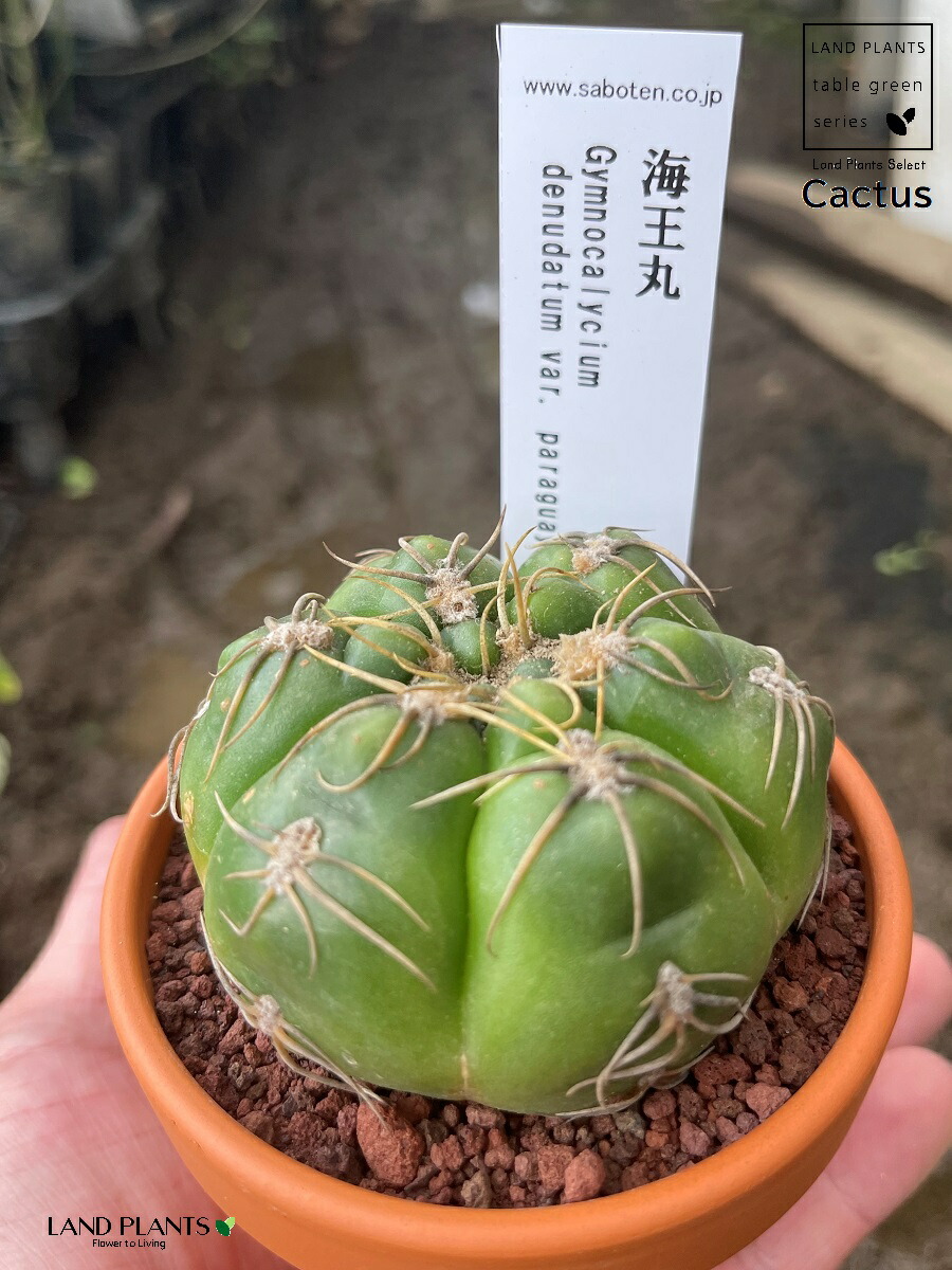 楽天市場】【多肉植物】 サボテン（海王丸：カイオウマル） 3号 茶色