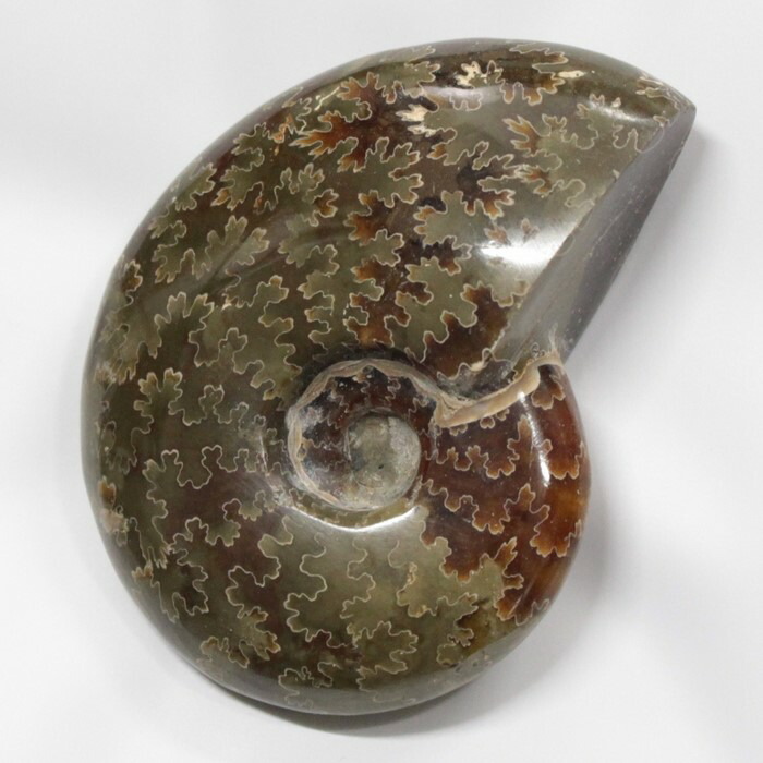 楽天市場】化石 アンモナイト 北海道の通販