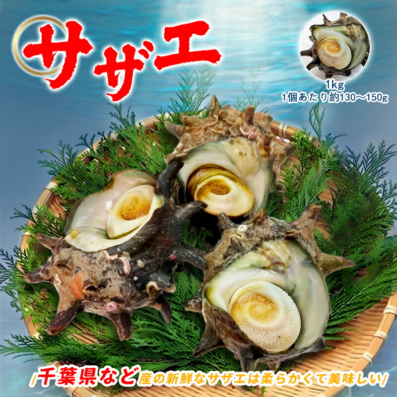 楽天市場】国産 活サザエ 約1kg（1個約130～150gサイズ） サザエ