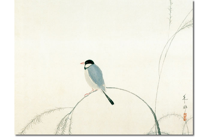 楽天市場】掛け軸 掛軸 文鳥 ぶんちょう 幅54.5×高さ約115cm 速水御舟
