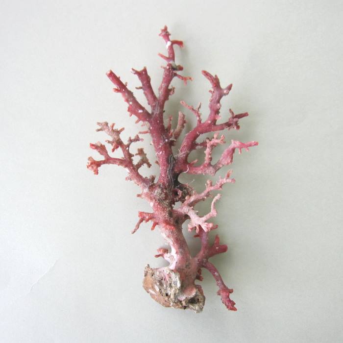 楽天市場】日本・高知沖産赤珊瑚の原木 素材 枝 パーツ 置物 『宝石