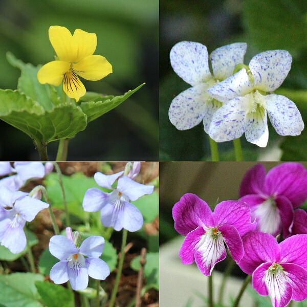 楽天市場】【品種選択可能】スミレ 9cmポット苗 数量割引あり/山野草