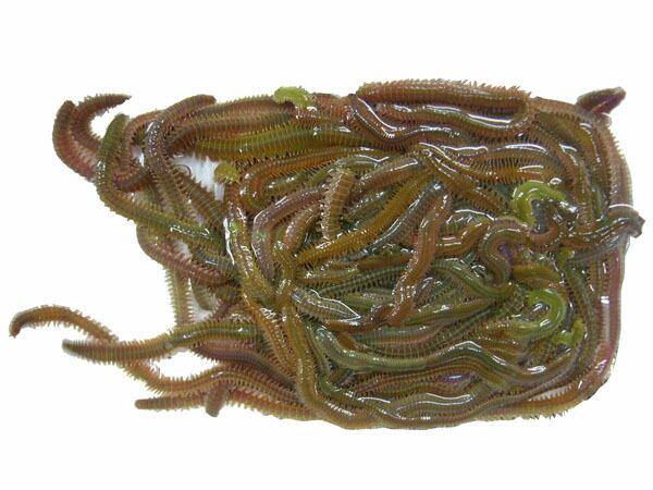 楽天市場】[101-103] スーパー青虫 （青イソメ） パック 釣り餌 驚異的