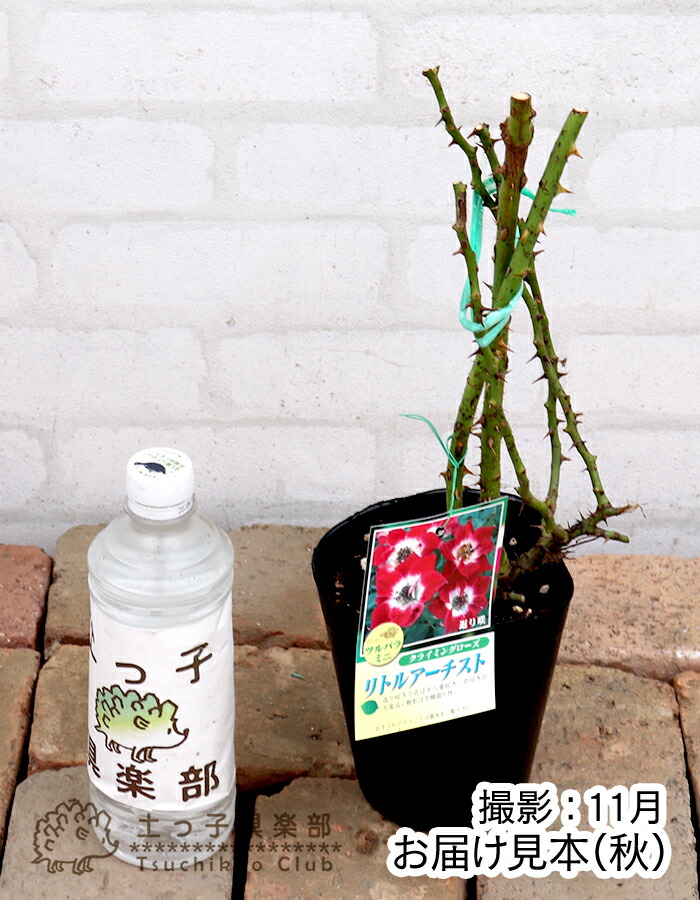 楽天市場】ツルバラ 四季咲き 小輪 『 リトルアーティスト 』 2年生