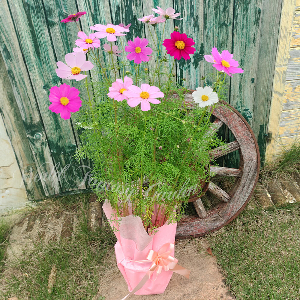 楽天市場】花鉢 ギフト コスモス ソナタ 秋桜 おまかせMixカラー 1鉢 5