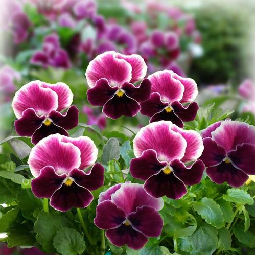 楽天市場】花苗 春 パンジー わらく プチグレース 3.5号 2鉢セット【お