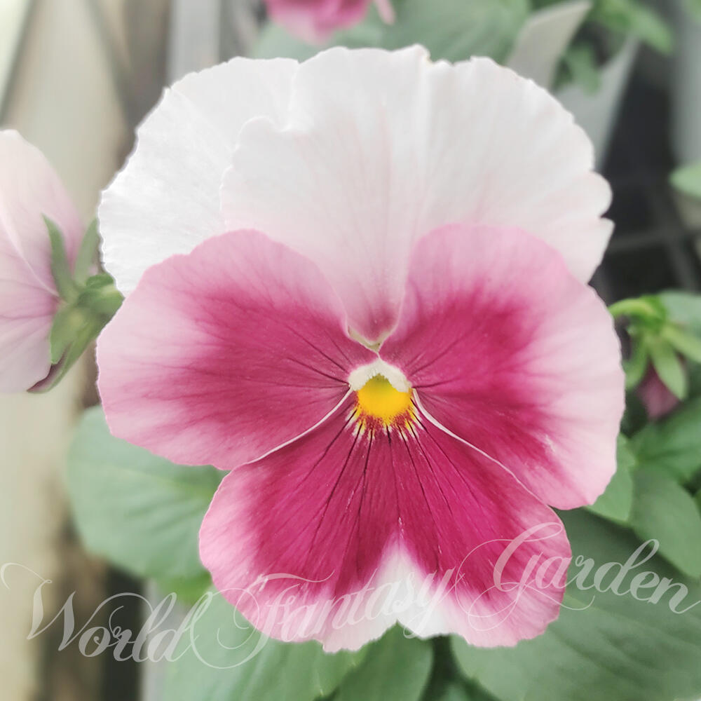 楽天市場】花苗 秋 冬 パンジー パシオ ピンクフレア 3.5号 2鉢 セット