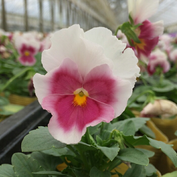 楽天市場】花苗 秋 冬 パンジー パシオ ピンクフレア 3.5号 2鉢 セット