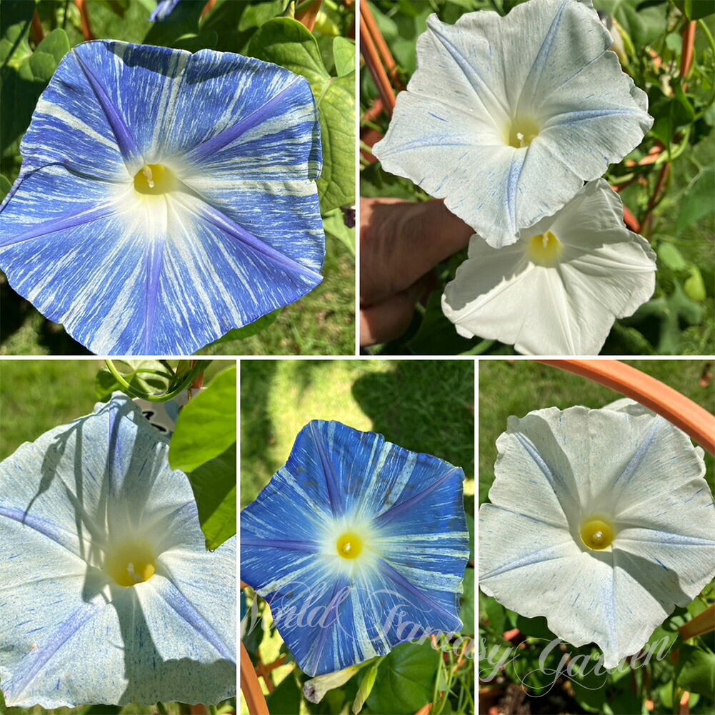 楽天市場】サマーギフト 花 プレゼント 昼顔 昼咲くあさがお マジック