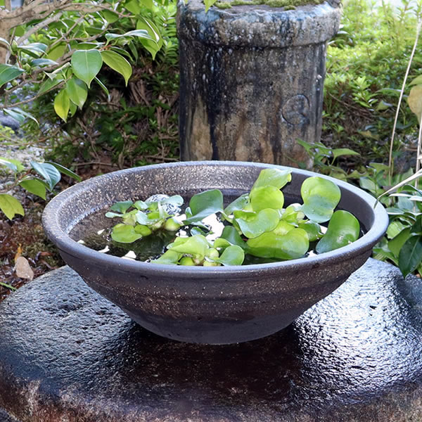 楽天市場】【3月1日限定11%OFFクーポン配布中】16号水鉢 すいれん鉢