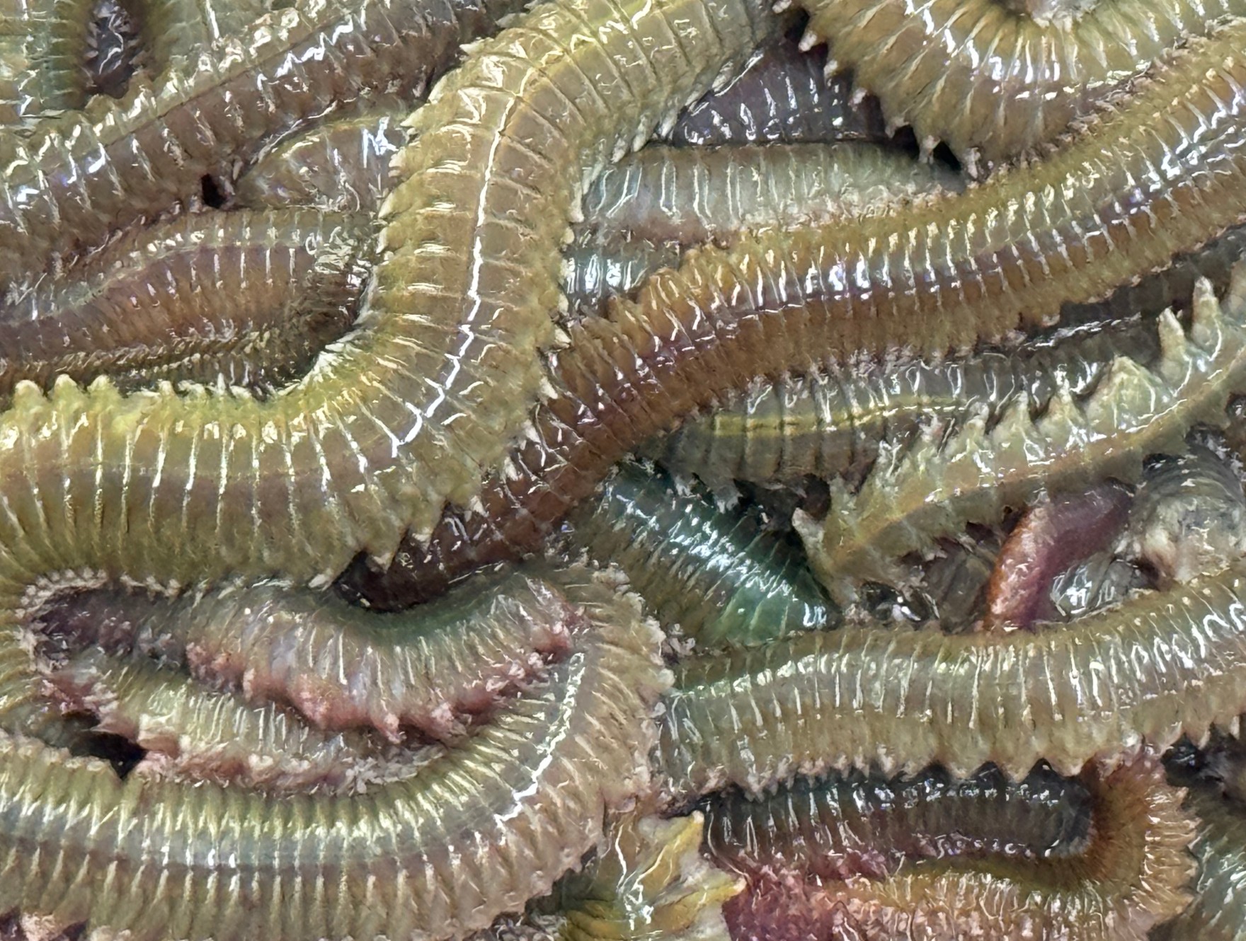 青イソメは最強釣りエサ。沖アミであたりがなくても、これで釣れること